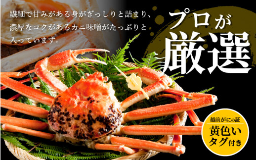 【訳あり】越前がに本場の越前町からお届け！ 越前がに 浜茹で600g～900g前後（※生重量） × 2杯 かにの食べ方しおり付き【1月発送分】希望日指定可 備考欄に希望日をご記入ください [e14-x004【】01]