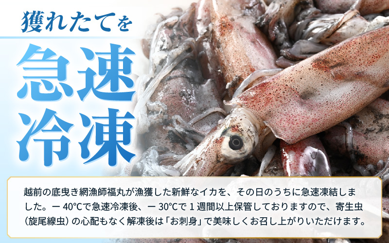 【ふるさと納税】【急速冷凍】【訳あり】生いか 天然ケンサキイカ サイズ無選別 1kg（500g × 2袋）定置網漁 皮むけ・サイズ不揃い【剣先いか 生イカ いか 白イカ いかめし いか焼き 姿焼き げそ 煮付け 海鮮 鮮魚 おつまみ】 [e15-a062]