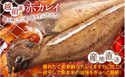 「訳あり 指折れ 越前がに（中）2杯」+ 「干しカレイ 4尾」 食べ方しおり かにスプーン付き【雄 ズワイガニ ずわいがに 越前ガニ 姿 ボイル 冷蔵 福井県】【2月発送分】希望日指定可 備考欄に希望日をご記入ください [e15-x006【】02]