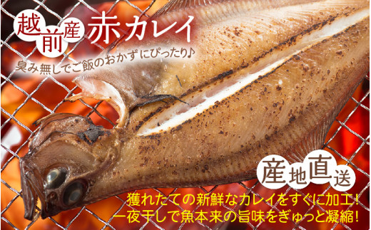 「訳あり 指折れ 越前がに（中）3杯」+ 「干しカレイ 6尾」 食べ方しおり かにスプーン付き【雄 ズワイガニ ずわいがに 越前ガニ 姿 ボイル 冷蔵 福井県】【2月発送分】希望日指定可 備考欄に希望日をご記入ください [e15-x007【】02]