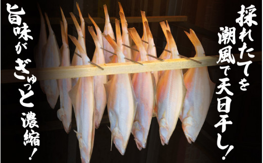 越前がれい 天日干し 大2枚 越前の港から直送！旨味濃縮 一夜干し [e23-a001]