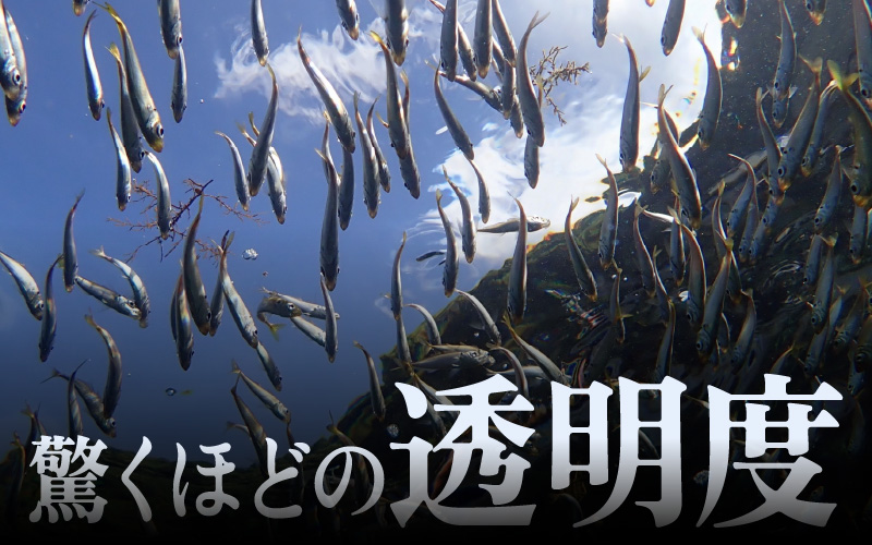 利用券 3,000円分 越前海岸国定公園 『海辺の小さな手作りリゾート ECHIZEN LOG（えちぜんログ）』絶景日本海！越前の海を楽しむ マリンアクティビティ 体験・宿泊・飲食 福井県 越前町【 2年間 有効期限 ダイビング マリン カヤック サップ RV 車 パーク ウミウシ 体験 宿泊 越前かに 券 海の幸 カニ料理 蟹 魚介 かに 蟹 海産物 満腹グルメ 】 [e33-a001]