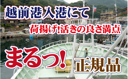 活〆越前 紅ずわいがに × 1杯 旨味満載！！【浜茹で 紅ズワイガニ 紅ずわい蟹 かに カニ 蟹 姿 ボイル 冷蔵 福井県】【4月発送分】希望日指定不可 [e37-x001【】04b]