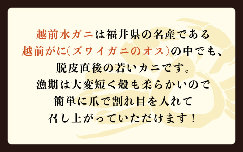 【期間限定】浜ゆで 越前産水がに小サイズ 12肩（足のみ2肩あたり200～300g） 合計1.2kg以上 産地直送 食べやすい【雄 ズワイガニ 越前ガニ 足のみ ボイル 冷蔵 かに カニ 蟹 福井県】希望日指定可 備考欄にメールアドレスをご記入ください [e68-x008]