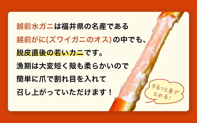 【期間限定】浜ゆで 越前産水がに中サイズ 4肩（足のみ2肩あたり300～400g） 合計600g以上 産地直送 食べやすい【雄 ズワイガニ 越前ガニ 足のみ ボイル 冷蔵 かに カニ 蟹 福井県】希望日指定可 備考欄にメールアドレスをご記入ください [e72-x005]