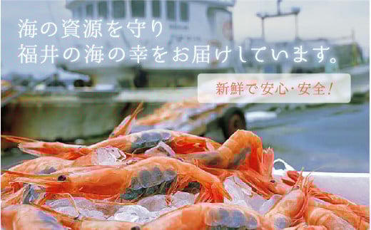 甘えび 特大サイズ30尾（計500g）船内凍結 福井県沖から直送！鮮度と旨味に自信あり【福井漁連 ブランド品 甘エビ あまえび 】 [e12-a036]