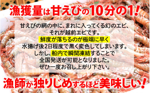 「幻のえび」 越前エビ 1kg （500g × 2箱） 船内凍結 鮮度と旨味に自信あり！【 福井漁連 ブランド品 越前えび 1キロ 】 [e12-b008]
