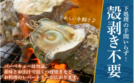 【先行予約】天然 さざえ ボイル済 26～30個入 2kg（500g × 4袋）産地直送でお届け！【2026年6月中旬より順次発送】 【越前町産 栄螺 サザエ 冷凍 小分け 海鮮 BBQ バーベキュー】 [e14-a011]