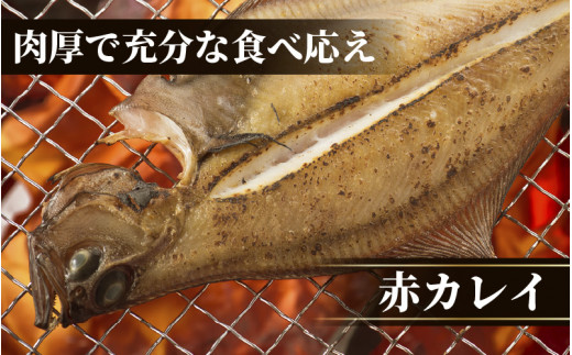 越前産 かれい 「一夜干しカレイ3種セット（合計6～9尾）」 [e15-a001]