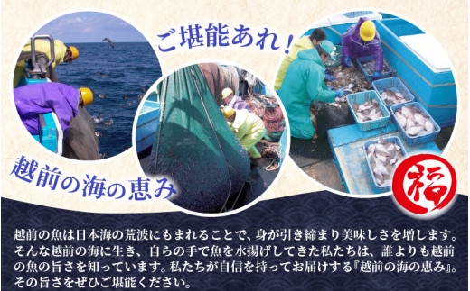 越前産 はたはた 「一夜干しハタハタ詰合わせ（7～9尾入り×5パック）」 [e15-a056]