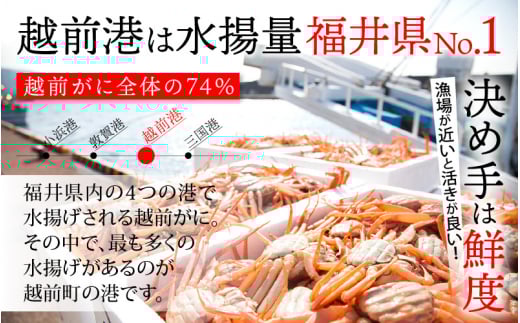 越前がに本場の越前町からお届け！ 越前がに≪浜茹で≫中サイズ（生で600～700g） × 2杯【かに カニ 蟹】地元で喜ばれるゆで加減・塩加減で越前の港から直送！【福井県 越前町 雄 ズワイガニ ボイル 冷蔵 越前ガニ 越前かに 越前カニ ずわいがに ずわい蟹 かに カニ 蟹】【1月発送分】希望日指定可 備考欄に希望日をご記入ください [e23-x009【】01]