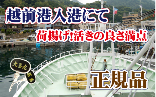 【浜茹でお届け】活！越前 紅ずわいがに × 1杯 旨味満点！！【紅ズワイガニ 紅ずわい蟹 かに カニ 蟹 姿 生 ボイル 冷蔵 福井県】【2月発送分】希望日指定不可 [e37-x002【】02b]