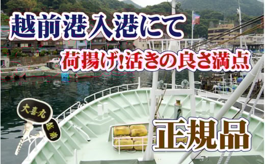 活！越前 紅ずわいがに × 1杯 旨味満点！！【紅ズワイガニ 紅ずわい蟹 かに カニ 蟹 姿 生 ボイル 冷蔵 福井県】【6月発送分】【生でお届け】希望日指定不可 [e37-x002【】06a]