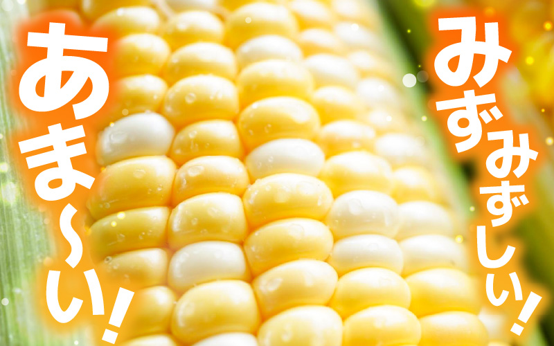 【先行予約】【訳あり】農場直送 鮮度抜群 スイートコーン( とうもろこし ) 約2.5kg（6本～8本) 【2026年7月上旬より順次発送予定】【お楽しみ バーベキュー 冷凍保存可能 焼肉 おやつ ご飯のおとも 野菜 国産 産地直送】 [e62-a008]