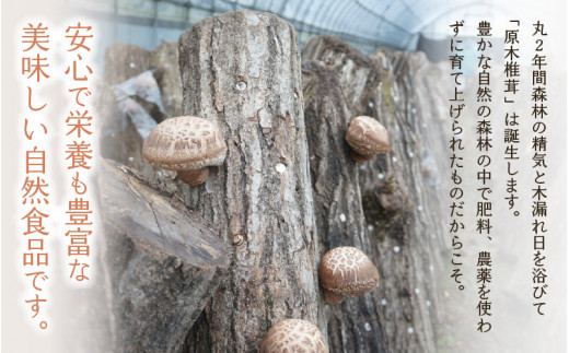 福井県産 乾燥しいたけ Bセット（厚上160g + スライス100g）原木栽培 レシピ付き【きのこ キノコ 茸 しいたけ シイタケ 椎茸 常温】 [e06-a004]