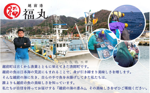 ホタルイカ沖漬け 120g × 5パック 福井の網元漁師「福丸」が厳選！全国トップクラスの漁獲量 越前町よりお届け [e15-a008]