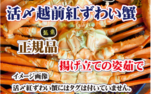 活〆越前 紅ずわいがに × 1杯 旨味満載！！【浜茹で 紅ズワイガニ 紅ずわい蟹 かに カニ 蟹 姿 ボイル 冷蔵 福井県】【4月発送分】希望日指定不可 [e37-x001【】04b]