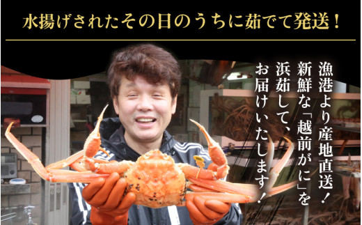 越前がに本場の越前町からお届け！ 越前がに 浜茹で 大サイズ（生で0.9～1.1kg） × 1杯【かに カニ 蟹】【福井県 越前町 雄 ズワイガニ ボイル 冷蔵 越前ガニ 越前かに 越前カニ ずわいがに ずわい】【1月発送分】 [e43-x003【】01]