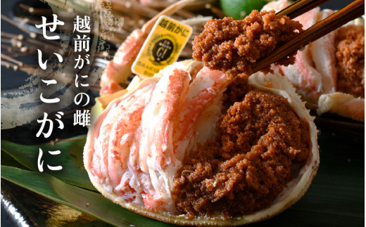 産地直送！越前せいこ蟹 甲羅盛り「身出し」セット 3杯 鮮度にこだわり「冷蔵」発送！旨味満足【雌 ズワイガニ】【越前がに せいこがに セイコガニ セコガニ ボイル むき身 かに カニ 蟹 福井県】【1月発送分】希望日指定可 備考欄に希望日をご記入ください [e49-x004【】01]