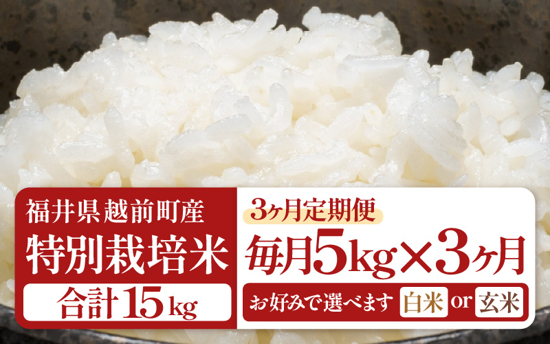 【生活応援米】定期便 ≪3ヶ月連続お届け≫  令和7年産 特別栽培米5kg × 3回（合計15kg）福井県越前町産【白米】【お米 コメ kome 5キロ  白米 玄米 家庭用 農薬5割減】 [e81-c001_01]