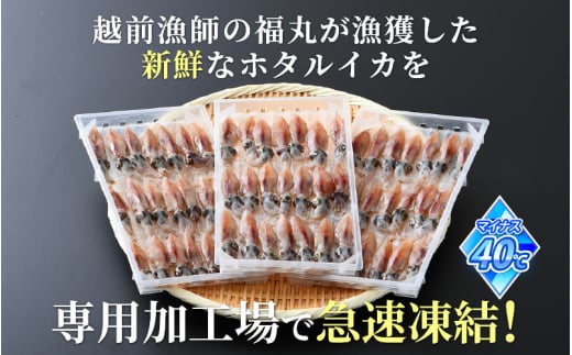 お中元 ギフト 急速冷凍 生 ホタルイカ 21尾入 × 3パック 合計約420g（刺身・しゃぶしゃぶ用）小分け ふっくらプリプリ 鮮度抜群 上品な甘みを存分にお楽しみください！【ほたるいか おつまみ 酒の肴 お取り寄せ グルメ 冷凍 宅飲み】 御中元 のし対応可 [e15-a014]