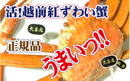 活！越前 紅ずわいがに × 1杯 旨味満点！！【紅ズワイガニ 紅ずわい蟹 かに カニ 蟹 姿 生 ボイル 冷蔵 福井県】【6月発送分】【浜茹でお届け】希望日指定不可 [e37-x002【】06b]