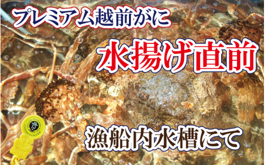 越前がに × 1杯（二番蟹）桐箱入り！究極のプレミアム越前がに【雄 ズワイガニ かに カニ 蟹 姿 生 ボイル 冷蔵 福井県】【1月発送分】【生でお届け】希望日指定可 備考欄に希望日をご記入ください [e37-x009【】01a]