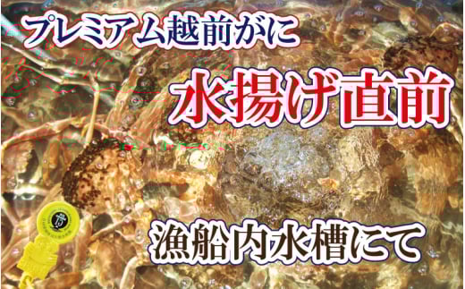 【生でお届け】越前がに × 1杯（二番蟹）桐箱入り！究極のプレミアム越前がに【雄 ズワイガニ かに カニ 蟹 姿 生 ボイル 冷蔵 福井県】【2月発送分】希望日指定可 備考欄に希望日をご記入ください [e37-x009【】02a]