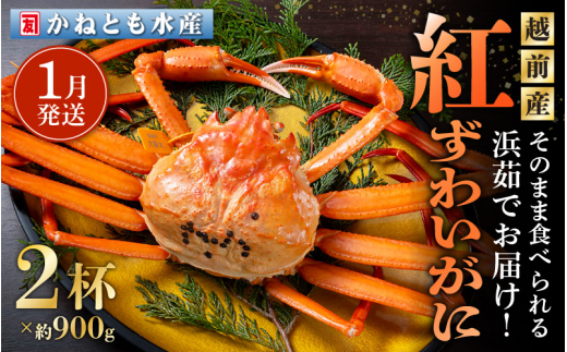 ≪浜茹で≫越前産 紅ずわいがに 約900g × 2杯 食べ方しおり付【紅ズワイガニ カニ かに 蟹 姿 ボイル 冷蔵 福井県】【1月発送分】希望日指定不可 [e14-x001【】01]