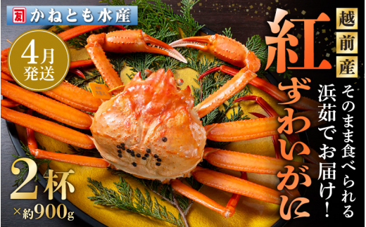 ≪浜茹で≫越前産 紅ずわいがに 約900g × 2杯 食べ方しおり付【紅ズワイガニ カニ かに 蟹 姿 ボイル 冷蔵 福井県】【4月発送分】希望日指定不可 [e14-x001【】04]