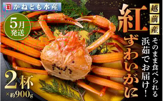 ≪浜茹で≫越前産 紅ずわいがに 約900g × 2杯 食べ方しおり付【紅ズワイガニ カニ かに 蟹 姿 ボイル 冷蔵 福井県】【5月発送分】希望日指定不可 [e14-x001【】05] 