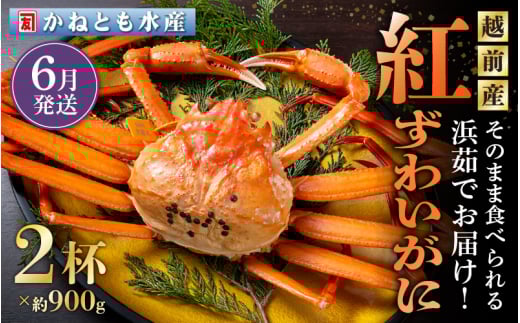 ≪浜茹で≫越前産 紅ずわいがに 約900g × 2杯 食べ方しおり付【紅ズワイガニ カニ かに 蟹 姿 ボイル 冷蔵 福井県】【6月発送分】希望日指定不可 [e14-x001【】06]