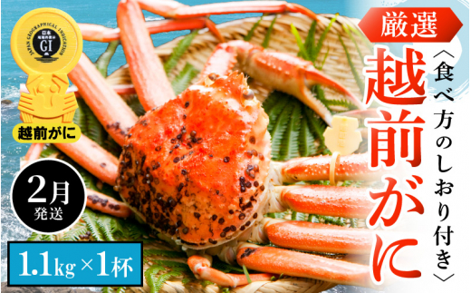 越前がに本場の越前町からお届け！ 越前がに 浜茹で 特大サイズ（生で1.1kg以上） × 1杯 かにの食べ方しおり付き【2月発送分】希望日指定可 備考欄に希望日をご記入ください [e14-x008【】02]