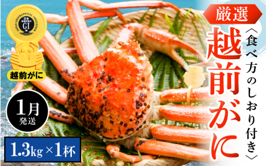 越前がに本場の越前町からお届け！ 越前がに 浜茹で 特大サイズ（生で1.3kg以上） × 1杯 かにの食べ方しおり付き【1月発送分】希望日指定可 備考欄に希望日をご記入ください [e14-x010【】01]