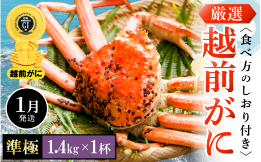 越前がに本場の越前町からお届け！ 越前がに 浜茹で 準極（生で1.4kg以上） × 1杯 かにの食べ方しおり付き【1月発送分】希望日指定可 備考欄に希望日をご記入ください [e14-x011【】01]