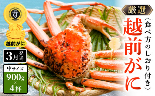 越前がに本場の越前町からお届け！≪浜茹で≫越前がに 中サイズ（生で900g以上）× 4杯 合計3.6Kg以上 食べ方しおり付【かに カニ 蟹】【雄 ズワイガニ かに カニ 蟹 越前ガニ 姿 ボイル 冷蔵 福井県】【3月発送分】希望日指定可 備考欄に希望日をご記入ください [e14-x017【】03]