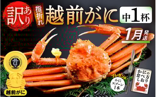 【訳あり】≪浜茹で≫指折れ 越前がに（中） × 1杯 食べ方しおり かにスプーン付き【雄 ズワイガニ ずわいがに 越前ガニ 姿 ボイル 冷蔵 福井県】【1月発送分】希望日指定可 備考欄に希望日をご記入ください [e15-x003【】01]