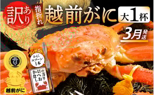 【訳あり】≪浜茹で≫指折れ 越前がに（大） × 1杯 食べ方しおり かにスプーン付き【雄 ズワイガニ ずわいがに 越前ガニ 姿 ボイル 冷蔵 福井県】【3月発送分】希望日指定可 備考欄に希望日をご記入ください [e15-x005【】03]