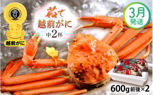 越前がに本場の越前町からお届け！ 越前がに 浜茹で 中サイズ（生で600g前後） × 2杯 かにの食べ方しおり かにスプーン付き【かに カニ 蟹】【福井県 越前町 雄 ズワイガニ ボイル 冷蔵 越前ガニ 越前かに 越前カニ ずわいがに ずわい蟹 かに カニ 蟹】【3月発送分】希望日指定可 備考欄に希望日をご記入ください [e15-x009【】03]