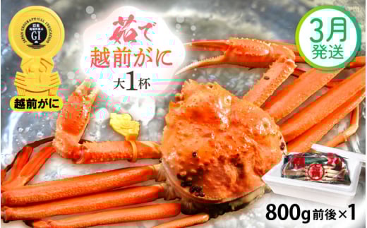 越前がに本場の越前町からお届け！ 越前がに 浜茹で 大サイズ（生で800g前後） × 1杯 かにの食べ方しおり かにスプーン付き【かに カニ 蟹】【福井県 越前町 雄 ズワイガニ ボイル 冷蔵 越前ガニ 越前かに 越前カニ ずわいがに ずわい蟹 かに カニ 蟹】【3月発送分】希望日指定可 備考欄に希望日をご記入ください [e15-x010【】03]