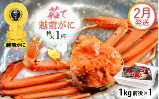越前がに本場の越前町からお届け！ 越前がに 浜茹で 特大サイズ（生で1kg前後） × 1杯 かにの食べ方しおり かにスプーン付き【かに カニ 蟹】【福井県 越前町 雄 ズワイガニ ボイル 冷蔵 越前ガニ 越前かに 越前カニ ずわいがに ずわい蟹 かに カニ 蟹】【2月発送分】希望日指定可 備考欄に希望日をご記入ください [e15-x012【】02]