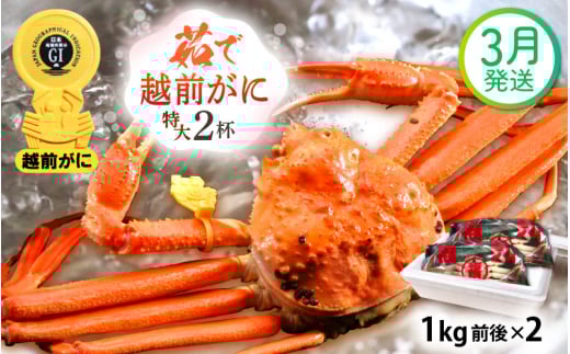 越前がに本場の越前町からお届け！ 越前がに 浜茹で 特大サイズ（生で1kg前後） × 2杯 かにの食べ方しおり かにスプーン付き【かに カニ 蟹】【福井県 越前町 雄 ズワイガニ ボイル 冷蔵 越前ガニ 越前かに 越前カニ ずわいがに ずわい蟹 かに カニ 蟹】【3月発送分】希望日指定可 備考欄に希望日をご記入ください [e15-x013【】03]