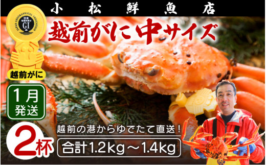 越前がに本場の越前町からお届け！ 越前がに≪浜茹で≫中サイズ（生で600～700g） × 2杯【かに カニ 蟹】地元で喜ばれるゆで加減・塩加減で越前の港から直送！【福井県 越前町 雄 ズワイガニ ボイル 冷蔵 越前ガニ 越前かに 越前カニ ずわいがに ずわい蟹 かに カニ 蟹】【1月発送分】希望日指定可 備考欄に希望日をご記入ください [e23-x009【】01]