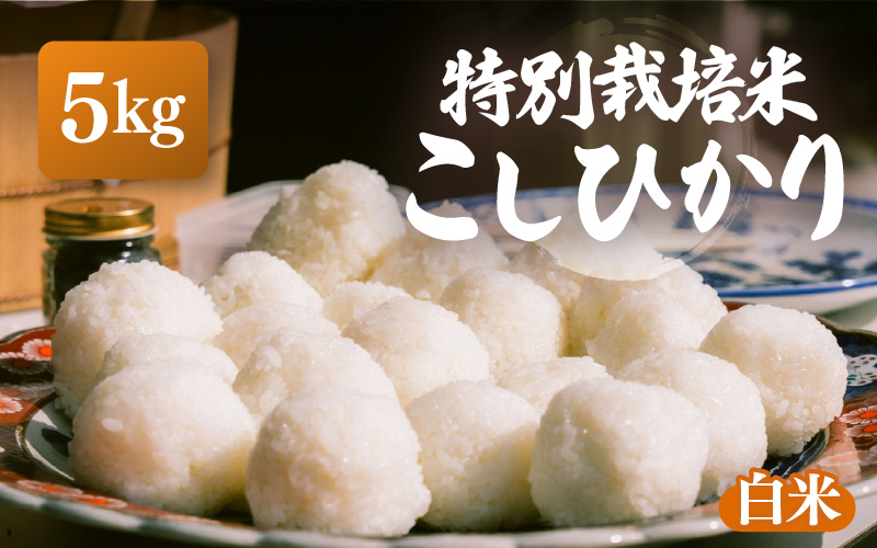 【令和7年産・新米】特別栽培米 こしひかり 5kg【白米】【こめ コシヒカリ 人気品種 ブランド米 5キロ 白米 精米 玄米 おにぎり うまい 福井県ブランド米 福井県産 農薬 50％減】 [e26-a012_01]