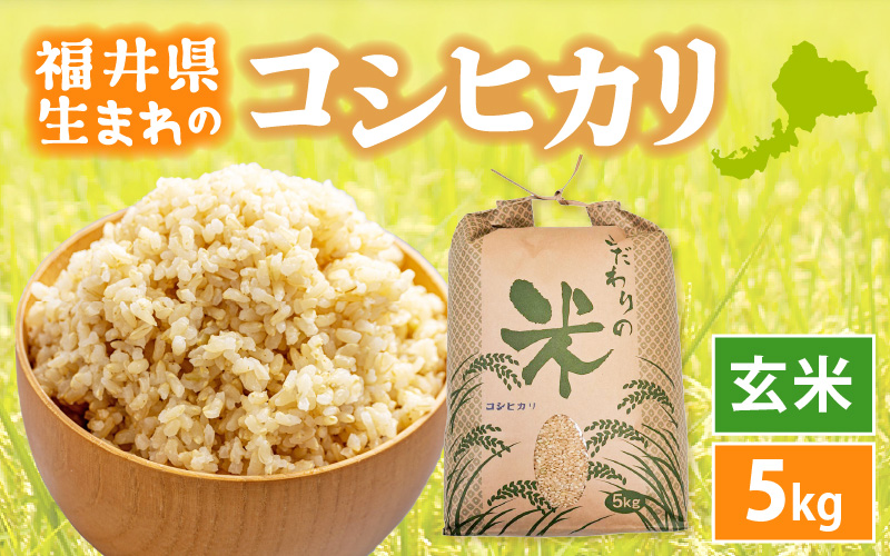 令和7年産 コシヒカリ 5kg 福井県産【玄米】【お米 こしひかり 5キロ 人気品種】 [e30-a101]