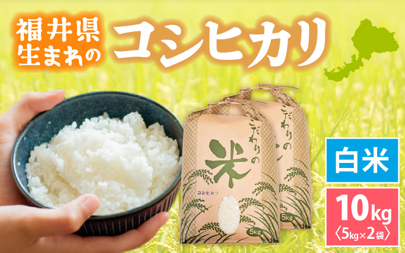 【新米】 令和7年産 コシヒカリ 10kg 福井県産【白米】【お米 こめ 米 コメ こしひかり 10キロ 精米 人気品種】 [e30-b017]