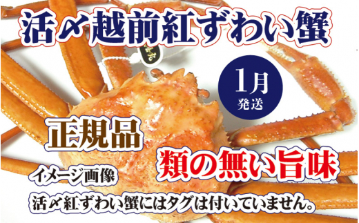 活〆越前 紅ずわいがに × 1杯 旨味満載！！【浜茹で 紅ズワイガニ 紅ずわい蟹 かに カニ 蟹 姿 ボイル 冷蔵 福井県】【1月発送分】希望日指定不可 [e37-x001【】01b]