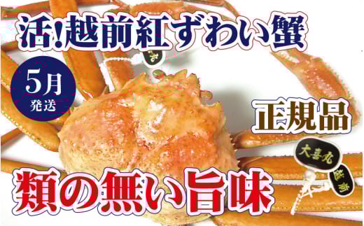 活！越前 紅ずわいがに × 1杯 旨味満点！！【紅ズワイガニ 紅ずわい蟹 かに カニ 蟹 姿 生 ボイル 冷蔵 福井県】【5月発送分】【浜茹でお届け】希望日指定不可 [e37-x002【】05b]