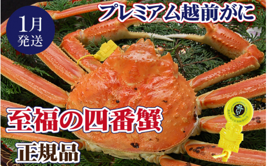 越前がに本場の越前町からお届け！ 越前がに × 1杯（四番蟹）至福のプレミアム越前がに【1月発送分】【浜茹でお届け】希望日指定可 備考欄に希望日をご記入ください [e37-x003【】01b]