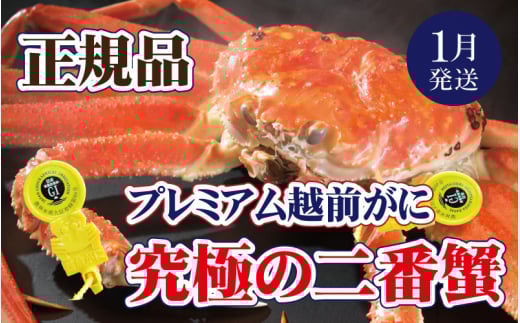 越前がに本場の越前町からお届け！ 越前がに × 1杯（二番蟹）究極のプレミアム越前がに【1月発送分】【浜茹でお届け】希望日指定可 備考欄に希望日をご記入ください [e37-x005【】01b]